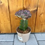 Mliečnik hrebeňovitý (Euphorbia lactea) ‘CRISTATA’ - výška 15-25 cm, kont. C1L